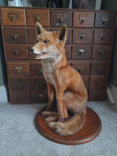 Unusual taxidermy fox - unusual,
