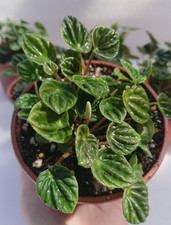 Peperomia caperata "Emerald