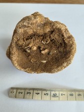 Fossil Sponge, Raphidonema, Faringdon, Oxfordshire