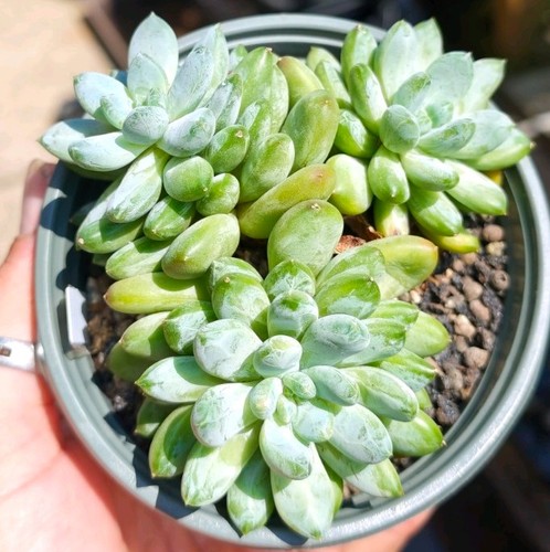Echeveria coffee beans - echeveria,