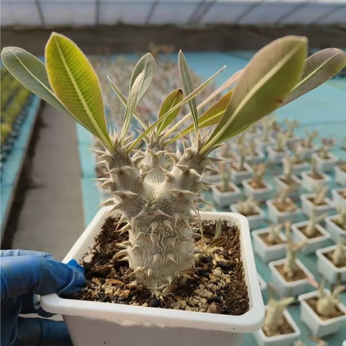 1pieces 8cm cactis plant - cactis,