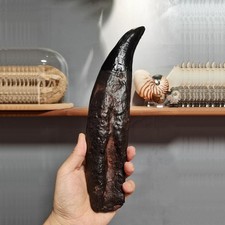 Tyrannosaurus rex teeth