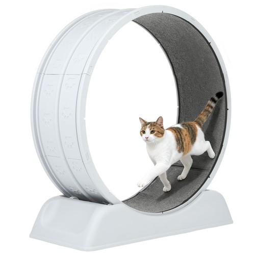 Cat exercise wheel - exercise,