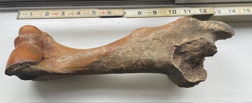 Ice age pleistocene fossil - pleistocene,