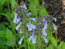 Lyreleaf Sage Salvia Lyrata