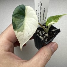 Alocasia Maharani Variegata -