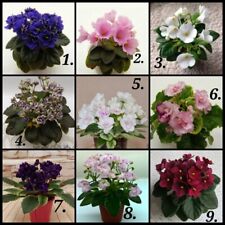African violet ☆ Miniature ▪ microminiature - Mature /Young plants. NEW Listing.