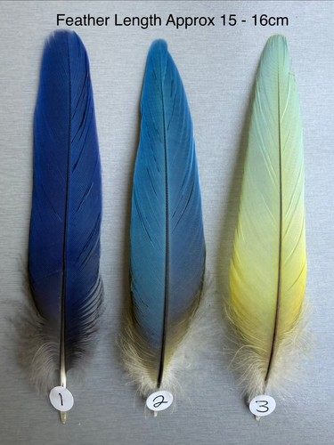 Parrot macaw feather crafts - parrot,