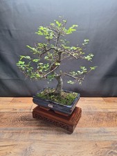 38 cm Twisted trunk Chinese