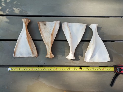 Fallow deer bones scapula - bones, (scapula