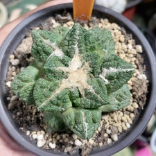 6cm succulent cactus - cactus, plant
