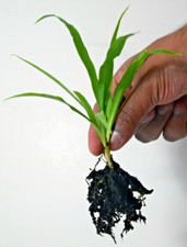 Spider Plant (Chlorophytum comosum) - Green/Lemon - Bare Rooted Plantlet x1