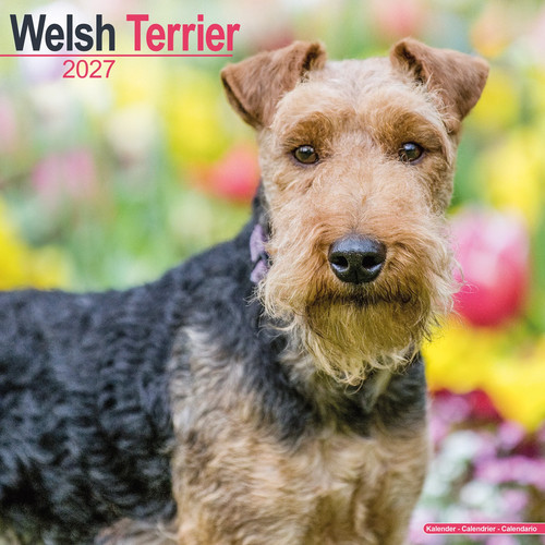 Welsh terrier 2027 calendar - welsh,