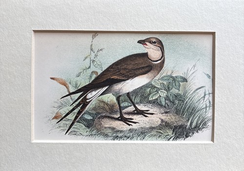 Antique pratincole coloured - pratincole,