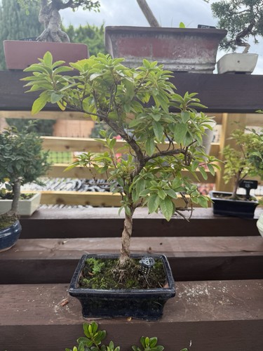 Azalia bonsai - azalia,