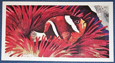 CLOWN FISH & GIANT SEA ANEMONE   Marine Wildlife Card  GE06MS