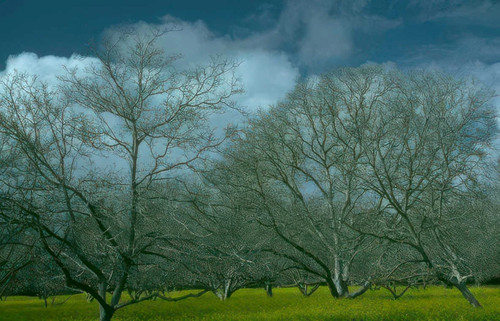 Winter orchard trees vintage - winter,