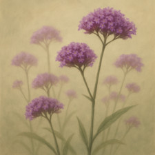 "Verbena Bonariensis Seeds |