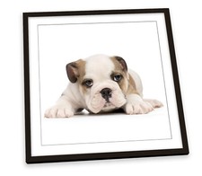 British Bulldog Puppy Cute White FRAMED ART PRINT Picture Square Artwork