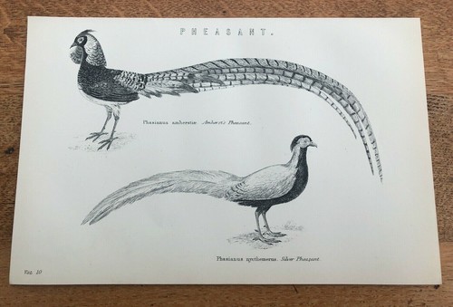 Victorian print pheasant - , (