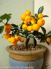 HYBRID LEMON MANDARIN ORANGE