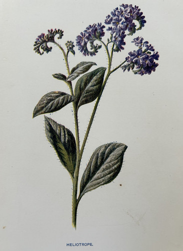 Antique print heliotrope - antique,