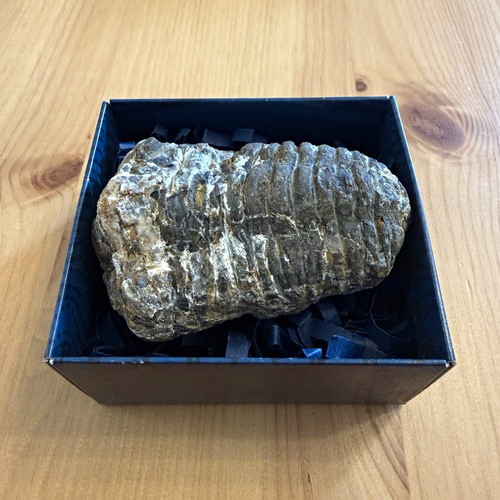 Calymene trilobite fossil - trilobite,