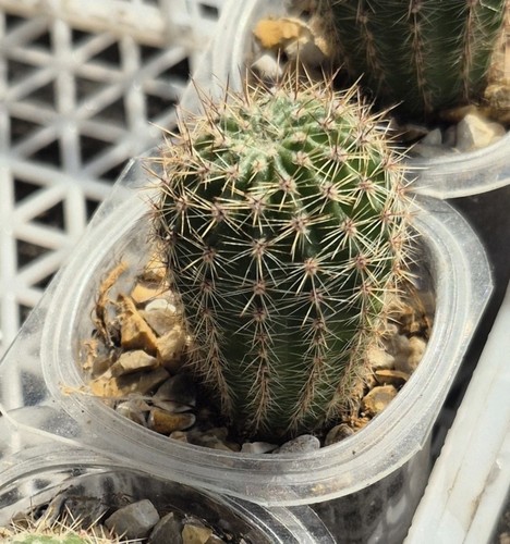 Small hedgehog cactai rooted - small,
