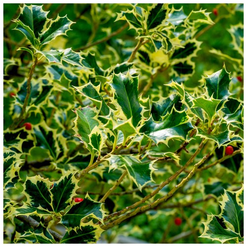 Ilex aquifolium argentea - aquifolium, 'argentea