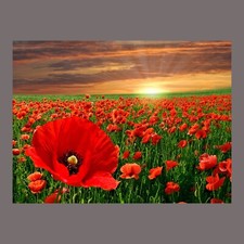 Sunset poppies canvas picture - sunset,