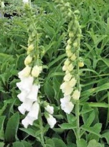 Digitalis ner snow thimble - ner.,