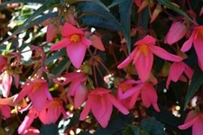 Begonia Boliviensis