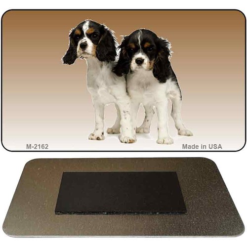 Cavalier king charles spaniel - cavalier,