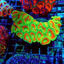 Wysiwyg acan lord coral - wysiwyg,