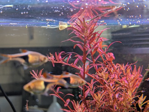 Rotala blood red - rotala,