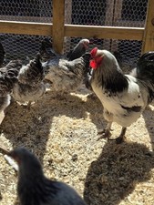 12 + Light Brahma Fertile