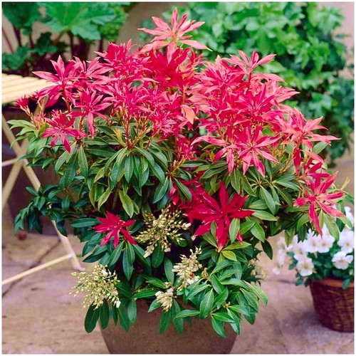 Pieris japonica forest - pieris, 'forest