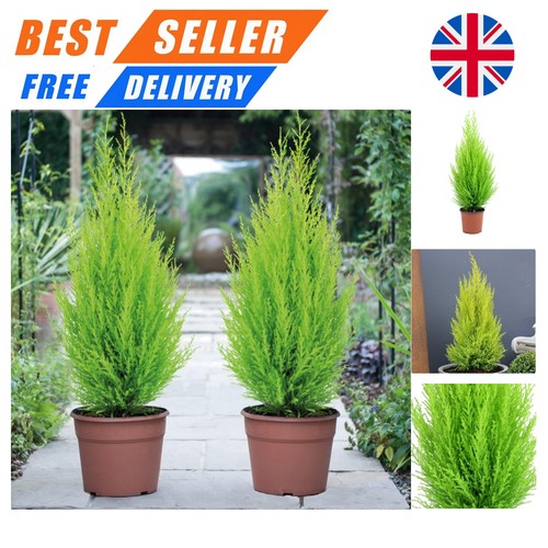 Fragrant italian cypress - italian,