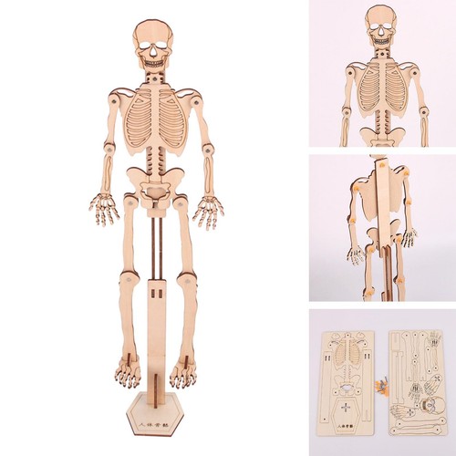 Novelty science toy human - novelty,