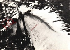 Picture Postcard: Horse, Alvand, Foundation Mare of the Asil Stud, Khuzestan