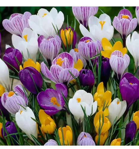 Crocus chrysanthus bulbs - crocus,