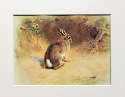 Rabbit archibald thorburn - rabbit,