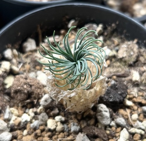 Rare live house plant - live,