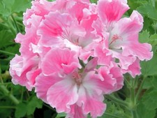 Regal Pelargonium - Birthday