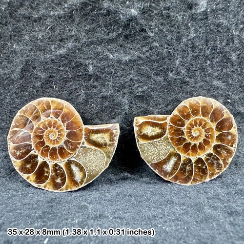 Cut polished ammonite - polished, fossil