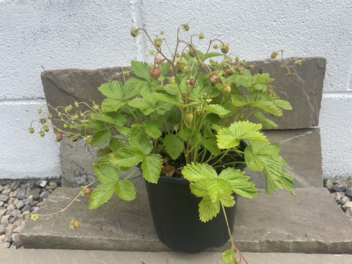 Alpine strawberry 2l - 6, x