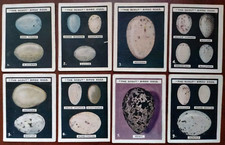 The Scout (Periodical) Birds Eggs 1925 Pick Your Cards