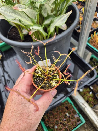 Drosera binata ghost one - drosera,