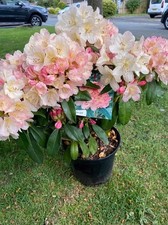 Rhododendron Percy Wiseman