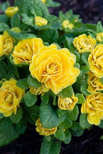10cm double flowered - x,
